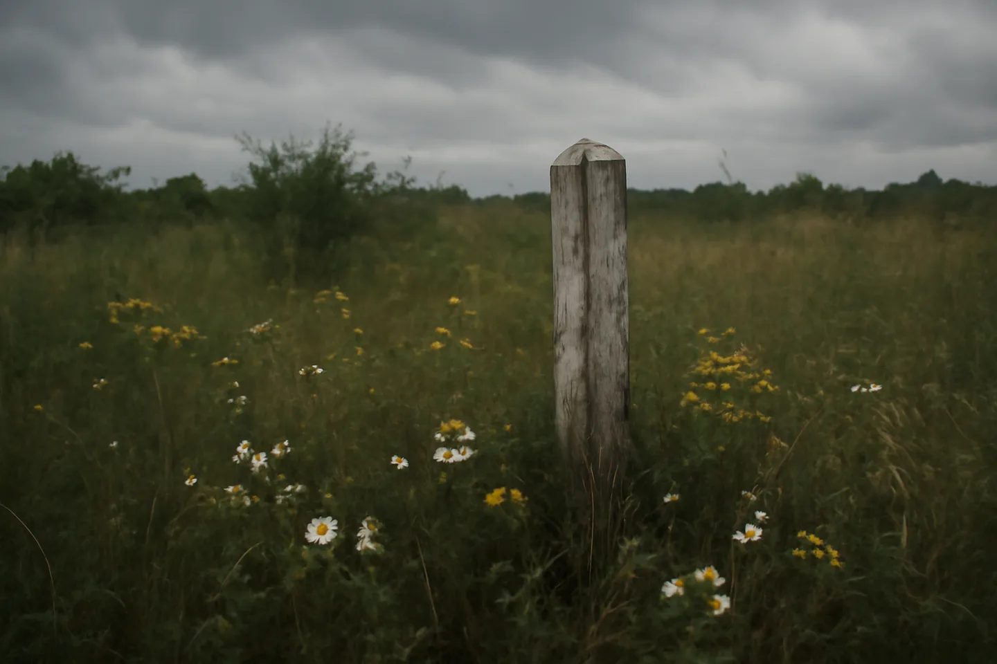 Overgrown inherited land parcel with boundary marker